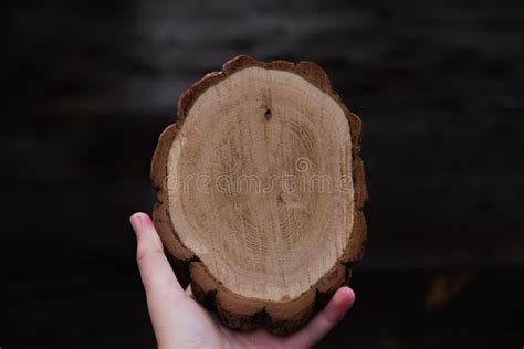 Woman Hand Holding Empty Circular Piece Of Wood Section Texture On Dark