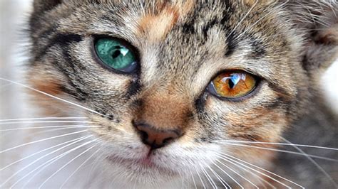 The bengal cat has an extremely intelligent and active personality. Heterochromia in Cats - what is it| Eye color | Reasons ...