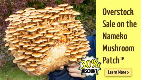 Fungi Perfecti - Fungi.com Website of Mushroom expert Paul Stametz ...