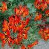Lotus vines may be grown in u.s. PlantFiles Pictures: Lotus, Lotus Vine, Parrot's Beak ...