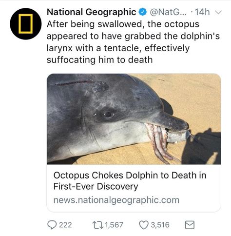 Dumb Dolphin Tries To Assassinate An Octopus Ally Of Humans Gets