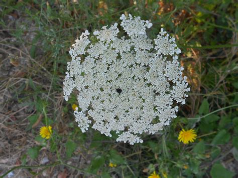 Antologia > tutti gli argomenti > erbe spontanee dell'orto. ARBUSTI E PIANTE: Carota selvatica (Daucus carota)