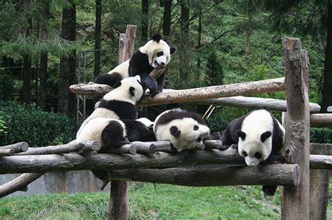 Wolong Giant Panda Nature Reserve Sichuan