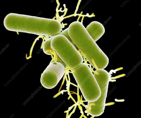 Lactobacillus Bacteria Sem Stock Image C0269285 Science Photo