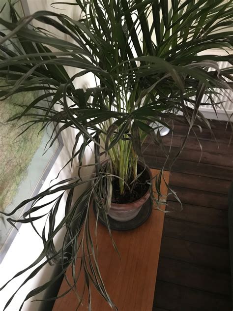 Help My Plant Is Dying Palms In Pots Palmtalk