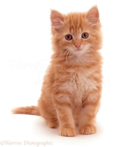 Fluffy Ginger Kitten Photo Wp05316