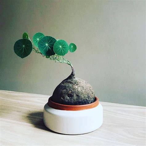 The same stephania erecta plant after it was acquired by atty. #stephaniaerecta met blaadjes als van een #lotus 💚 foto ...