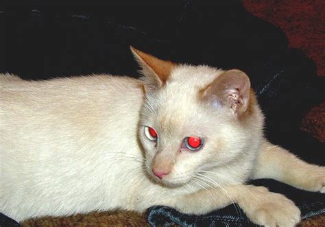 Red Eye Effect Red Eyed Cat