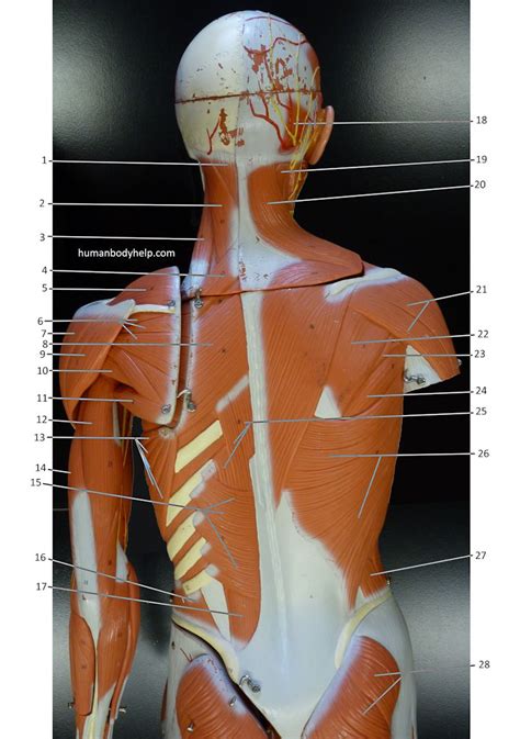 Learn about torso muscles with free interactive flashcards. Large Muscle Model (posterior, upper) - Human Body Help