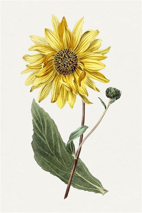 Hand Drawn Sunflower Original From Biodiversity Heritage Library