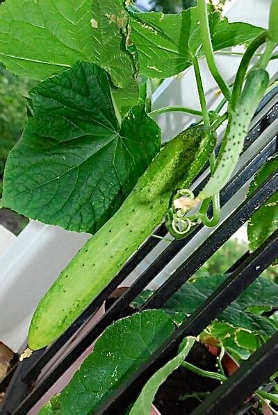 Due to the size, the cucumbers were cut in half. Oi Muchim (Spicy Cucumber Salad) - Korean Bapsang