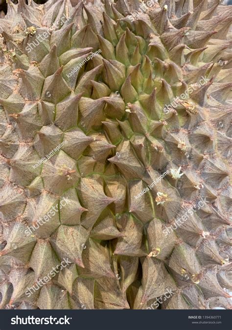 Background Texture Surface Durian Thorn Stock Photo 1394360771