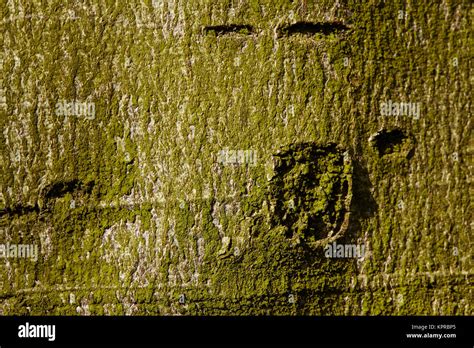 Forest Structures Into Tree Bark Stock Photo Alamy