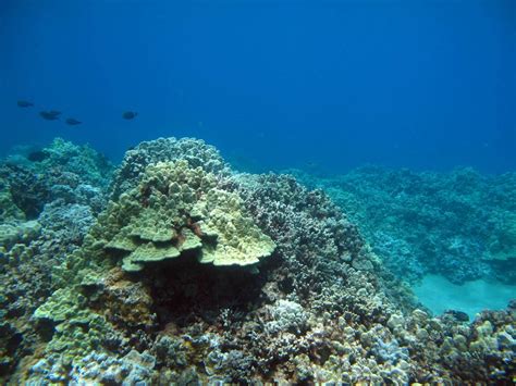 Mauis Coral Reefs 7 Ways To Help Banyan Tree Divers