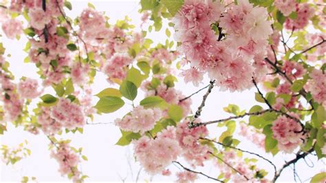 Cherry Blossom Windows Themes
