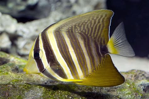 Sailfin Tang For The Fishes