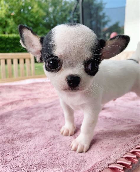 Chihuahua Dog Chiwawa Dog Information Cute Funny