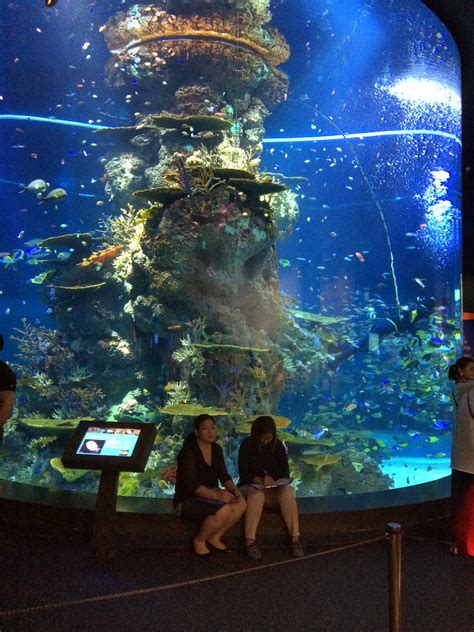 Uniquelious Sea Aquarium Resorts World Sentosa Singapore Photos