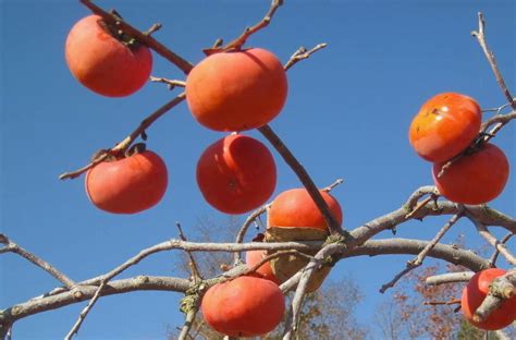 The Big Bright Orange Fruits Look Like Tomatoes On A Tree They
