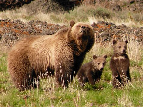 Grizzly And Cubs Ursus Arctos Horribilis Yellowstone Natio Flickr