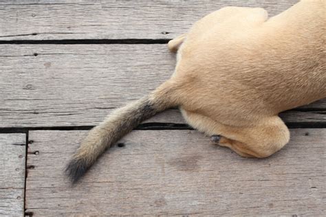 Injured And Broken Dog Tail Symptoms Causes And Treatments Petsoid
