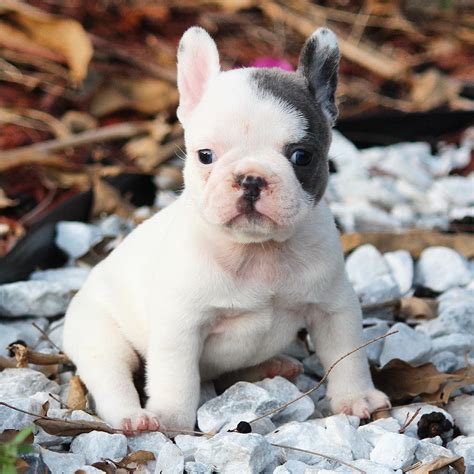 French Bulldog Dogs For Salefrench Bulldog Puppy For Sale