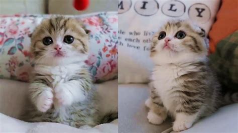 Having A Bad Day Heres The Cutest Kitten Ever
