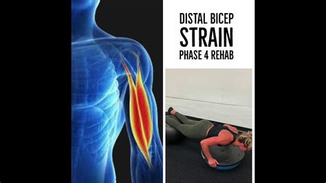 Phase 4 Bicep Strain Exercises Youtube