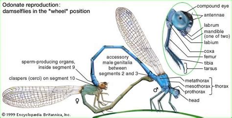 Odonata Dragonflies Damselflies Wings Britannica