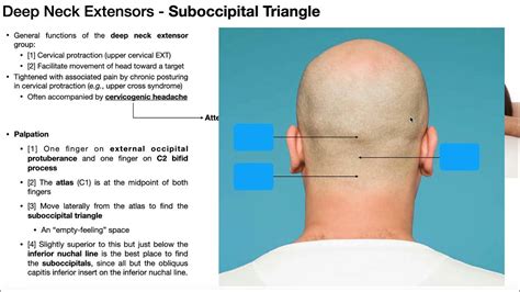 Suboccipital Triangle And Muscles Palpation Technique And Rationale Youtube