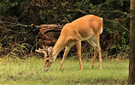 Whitetail Buck Eating Grass Free Stock Photo Public Domain Pictures