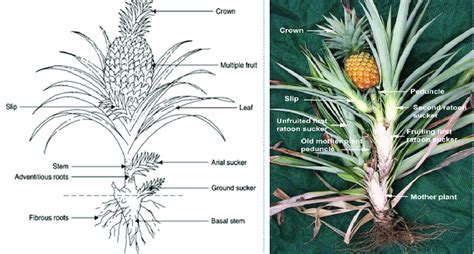 4 Parts Of The Pineapple Plant Showing The Three Major Types Of Asexual