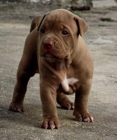 We have six males left. beautiful brown pit bull puppy | Favourite Animals | Pinterest