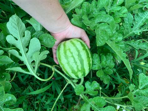 Growing first watermelon from seeds! We have 3 watermelon plants vining ...