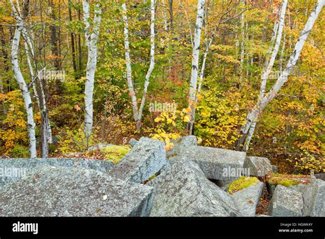 Fall In The Forest On Millstone Hill In Barre Vermont Abandoned