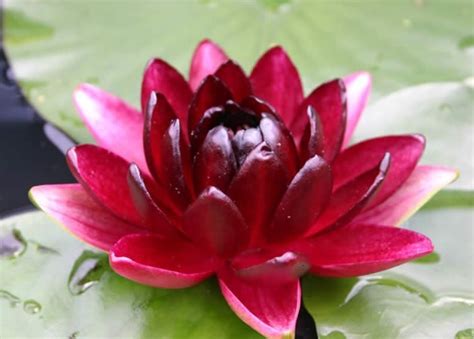 Teratai merupakan bunga yang unik, pasalnya bunga ini mampu hidup dan bertahan di atas air. Mewarnai Kolam Bunga Teratai : Bunga teratai dan bunga lotus tumbuh di dasar rawa, danau atau ...