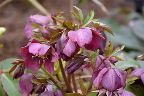 Purple Hellebore Buchanans Native Plants