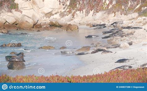 Wild Spotted Fur Seal Rookery Pacific Harbor Sea Lion Resting