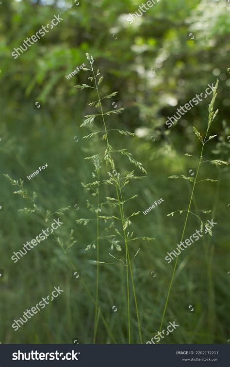 Meadow Grass Tall Fescue Festuca Partensis Stock Photo 2202172211