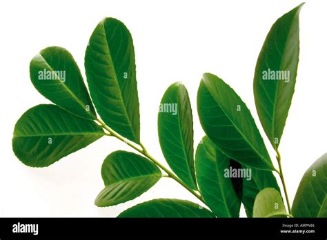 Laurel Leaves Prunus Laurocerasus Close Up Stock Photo Alamy