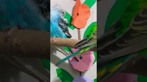 Cute Colorful Budgies Gang Sleeping Time 💕 💖💞🐦💤💤💤😴shorts Shorts Youtube