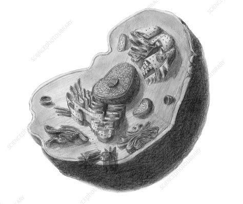 Download animal cell images and photos. Animal Cell - Stock Image - C009/3333 - Science Photo Library
