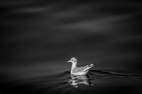 Black And White Shot Of Baby Duck Floating In Water With Ripples