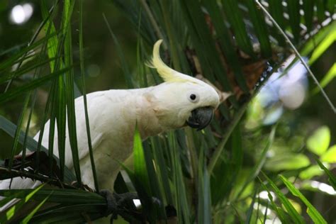 Papua New Guinea Birding Tour Ecotour Naturalist Journeys