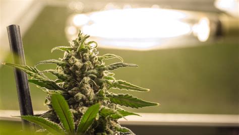 How To Prevent And Treat Cannabis Light Burn Fast Buds