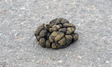 Goat Poop Everything Youve Ever Wanted To Know Wiki Point
