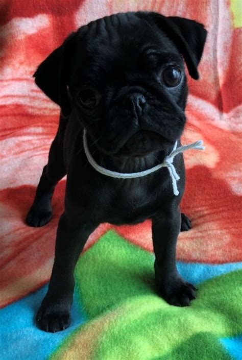 Please call to reserve ur pup!! Pug Puppies For Sale | Athens, GA #297723 | Petzlover