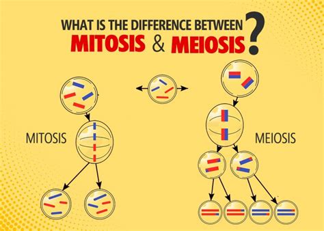 What Is The Difference Between Mitosis And Meiosis