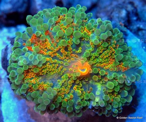 Live Coral Ultra Orange Spotted Green Ricordea Yuma Mushroom