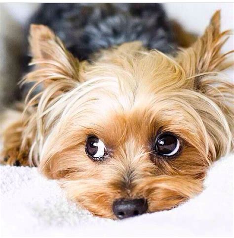 15 Signs Youre A Crazy Yorkie Person And Damn Proud To Be